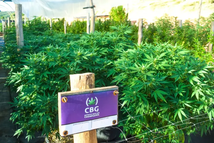 Canabigerol CBG cultivo cannabis APEPI